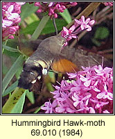 Hummingbird Hawk-moth, Macroglossum stellatarum