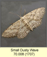 Small Dusty Wave, Idaea seriata