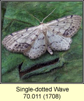 Single-dotted Wave, Idaea dimidiata