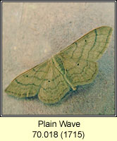 Plain Wave, Idaea straminata