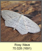 Rosy Wave, Scopula emutaria