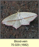 Blood-vein, Timandra comae