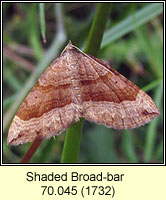 Shaded Broad-bar, Scotopteryx chenopodiata