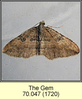 Gem, Orthonama obstipata