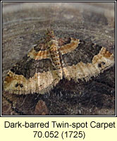 Dark-barred Twin-spot Carpet, Xanthorhoe ferrugata