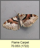 Flame Carpet, Xanthorhoe designata