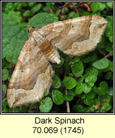 Dark Spinach, Pelurga comitata