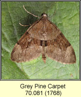 Grey Pine Carpet, Thera obeliscata