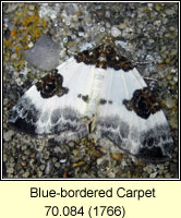 Blue-bordered Carpet, Plemyria rubiginata