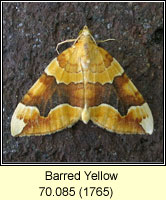 Barred Yellow, Cidaria fulvata