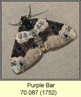 Purple Bar, Cosmorhoe ocellata