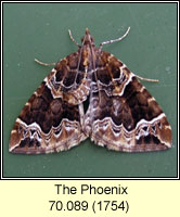 Phoenix, Eulithis prunata