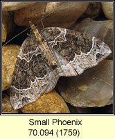 Small Phoenix, Ecliptopera silaceata