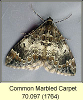 Common Marbled Carpet, Chloroclysta truncata