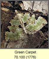 Green Carpet, Colostygia pectinataria