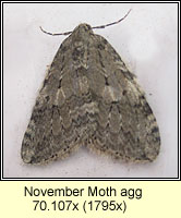 November Moth agg, Epirrita dilutata agg