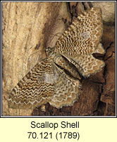 Scallop Shell, Rheumaptera undulata