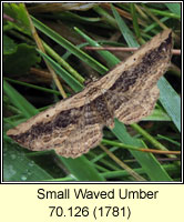 Small Waved Umber, Horisme vitalbata