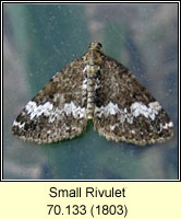 Small Rivulet, Perizoma alchemillata