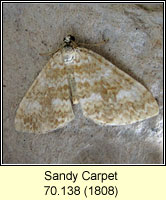 Sandy Carpet, Perizoma flavofasciata