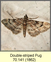 Double-striped Pug, Gymnoscelis rufifasciata