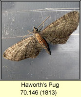 Haworth's Pug, Eupithecia haworthiata