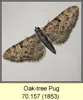 Oak-tree Pug, Eupithecia dodoneata