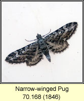 Narrow-winged Pug, Eupithecia nanata