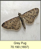 Grey Pug, Eupithecia subfuscata