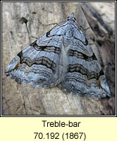 Treble-bar, Aplocera plagiata