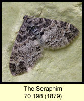 Seraphim, Lobophora halterata