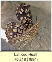 Latticed Heath, Chiasmia clathrata