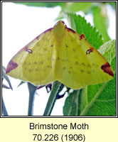 Brimstone Moth, Opisthograptis luteolata