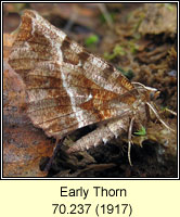 Early Thorn, Selenia dentaria