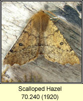 Scalloped Hazel,Odontopera bidentata