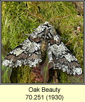 Oak Beauty, Biston strataria