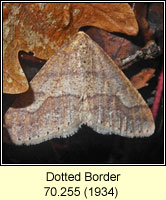 Dotted Border, Agriopis marginaria