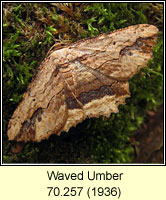 Waved Umber, Menophra abruptaria