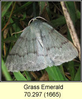 Grass Emerald, Pseudoterpna pruinata