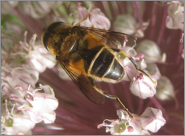 Eristalis arbustorum, Plain-faced Drone Fly