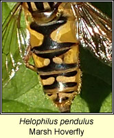 Helophilus pendulus, Marsh Hoverfly