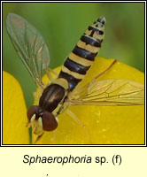 Sphaerophoria sp (f)