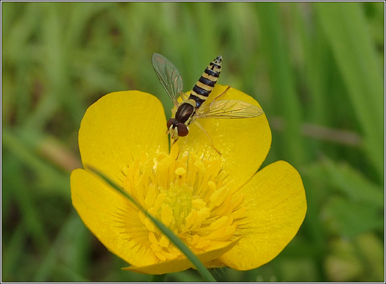 Sphaerophoria sp