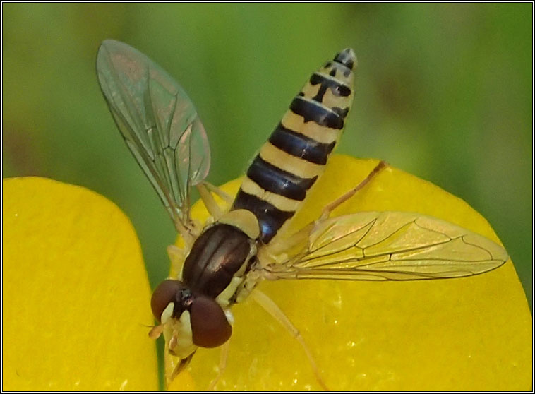 Sphaerophoria sp