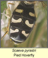 Scaeva pyrastri, Pied Hoverfly