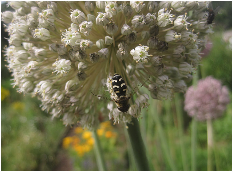 Scaeva pyrastri, Pied Hoverfly