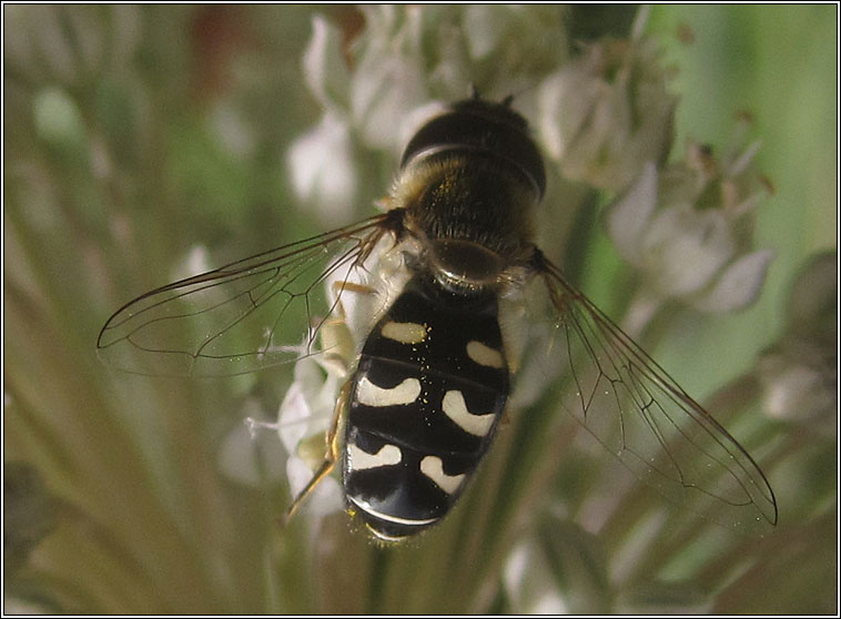 Scaeva pyrastri, Pied Hoverfly