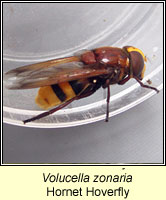 Volucella zonaria, Hornet Hoverfly