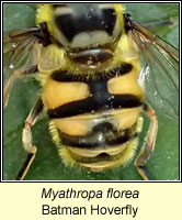 Myathropa florea, Batman Hoverfly