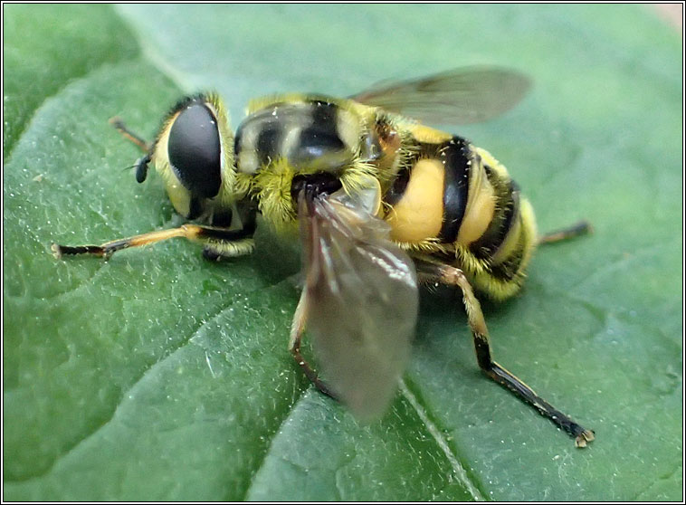 Myathropa florea, Batman Hoverfly